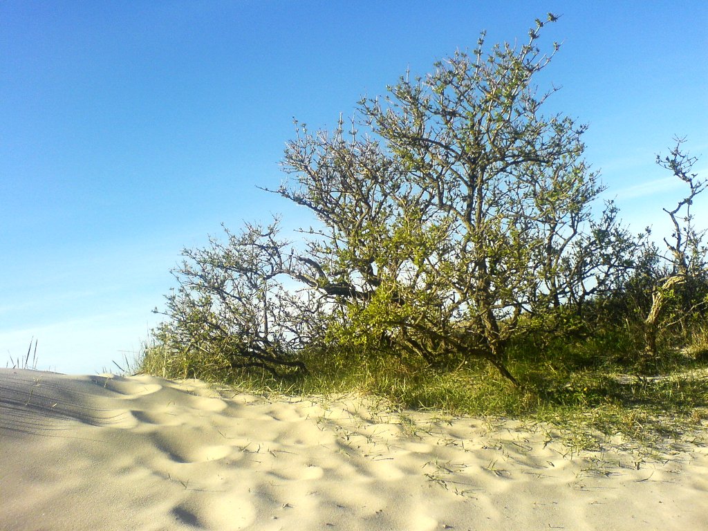 ystad-sandskog-buske