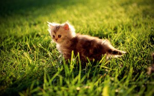 katter-djur-gräs-utomhus-kattungar