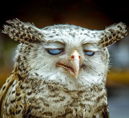 funny-tired-owl